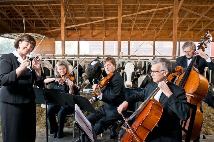 Music for Cows