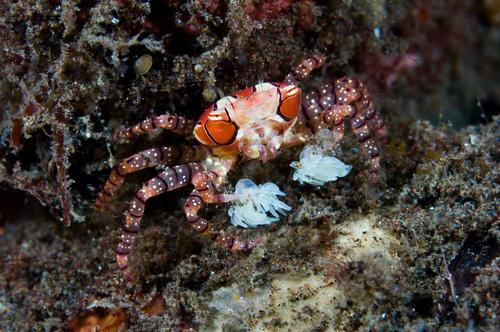 SCIENCE IN PICS: The Orangutan Crab