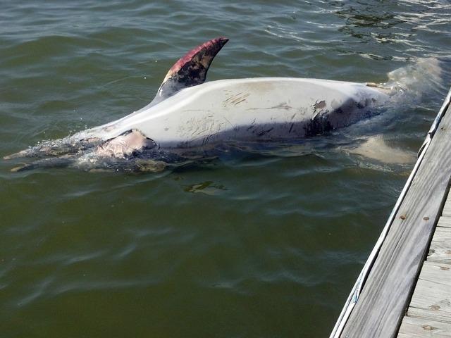 In the Hudson River, a Dead Dolphin Surfaces