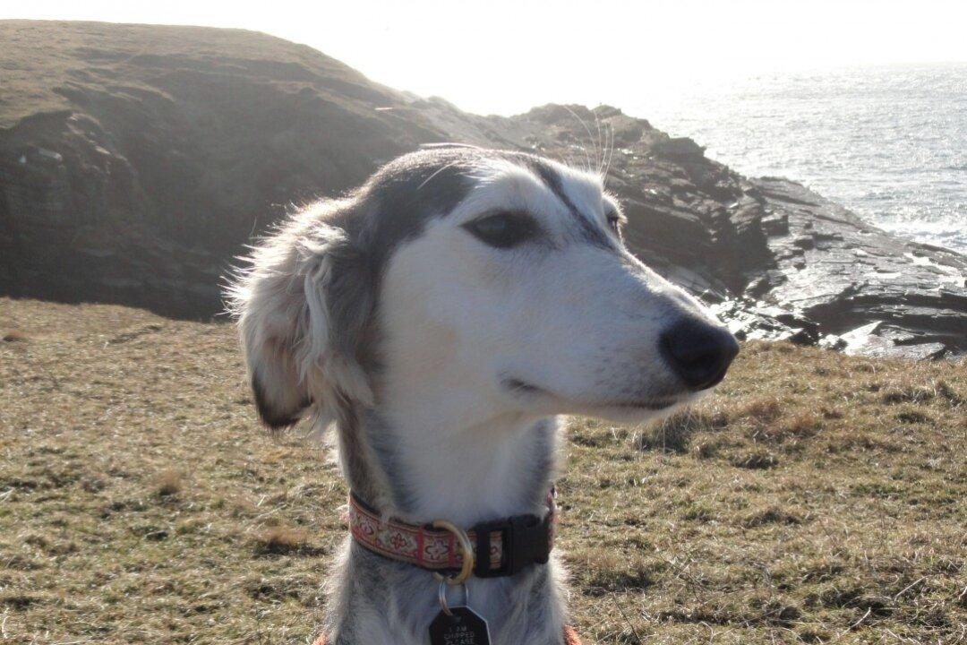 Today’s Dogs Genetically Distinct From Ancient Breeds