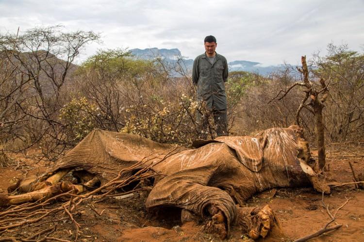 The Rise of Wildlife Trafficking