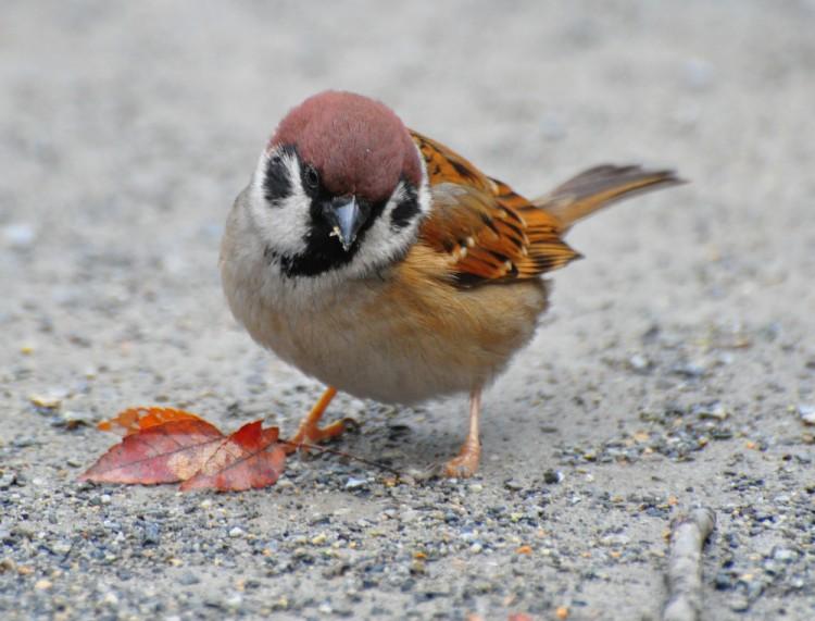 SCIENCE IN PICS: Tweet for the Sparrow