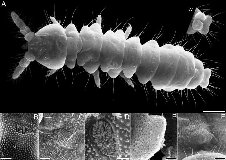 Deepest-Living Terrestrial Invertebrate Found Near Black Sea