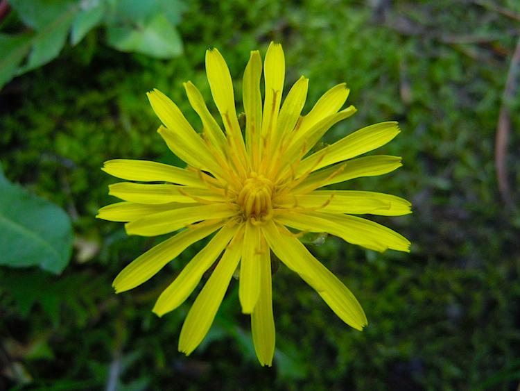 SCIENCE IN PICS: The Common Dandelion