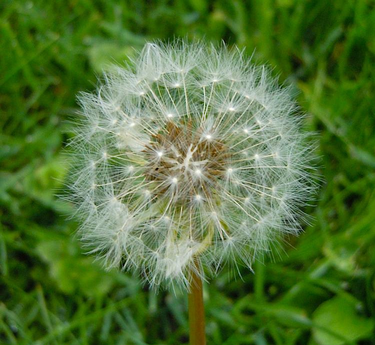 Journal of Visualized Experiments: Scientific Research Presented in Videos