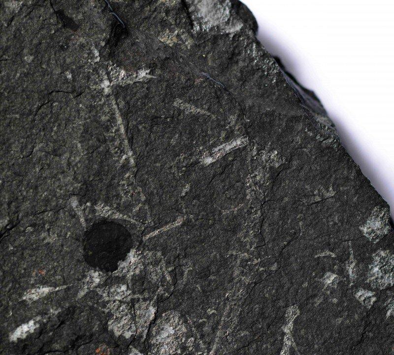 Graptolite Fossil Reveals Planktonic Colonial Architecture