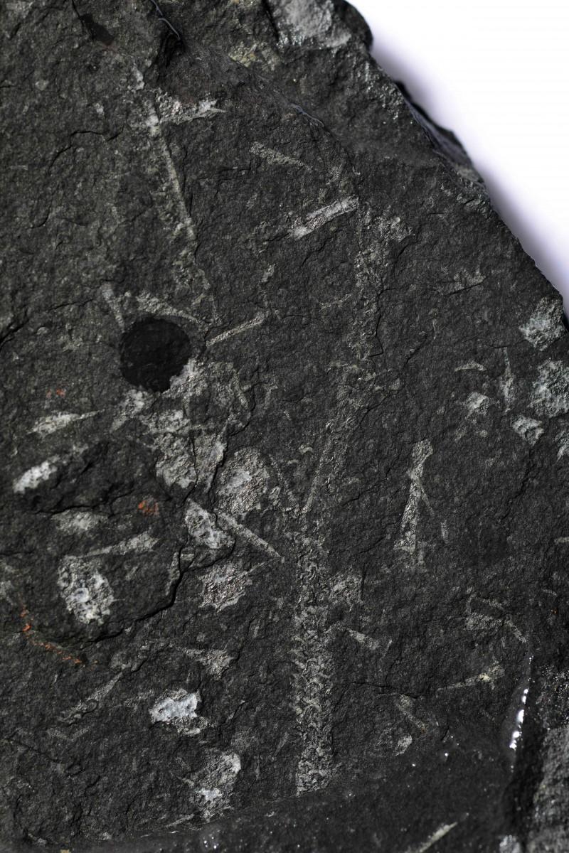 Graptolite Fossil Reveals Planktonic Colonial Architecture