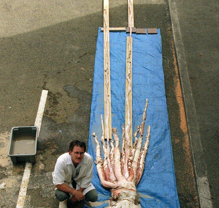 Giant Squid Use Huge Eyes to Spot Sperm Whales