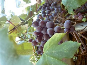 Study Says Antioxidants in Grape Residue Preserves Chicken Meat