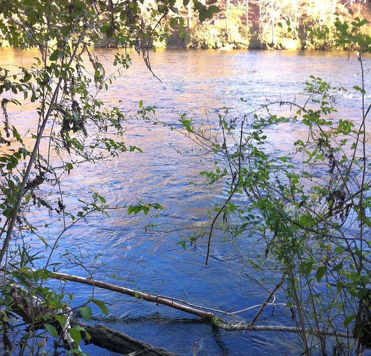 Saluda Shoals River: Hidden Beauties of the South