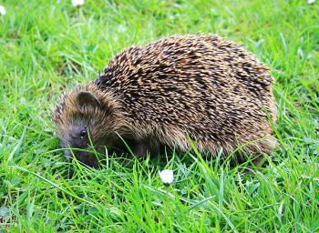 Hedgehogs in Distress