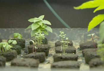 Boswyck Farms: Urban Hydroponics