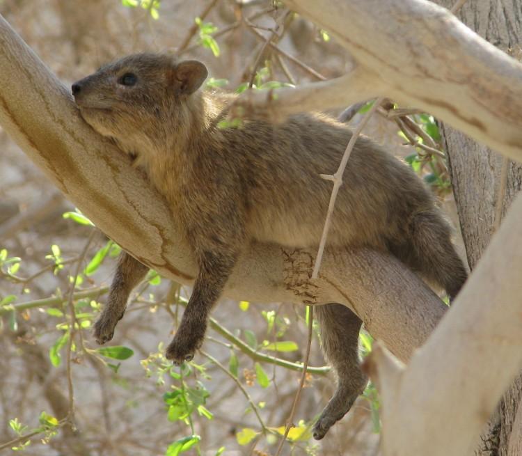 Hyrax ‘Songs’ Express Unique Identity and Self-Advertising