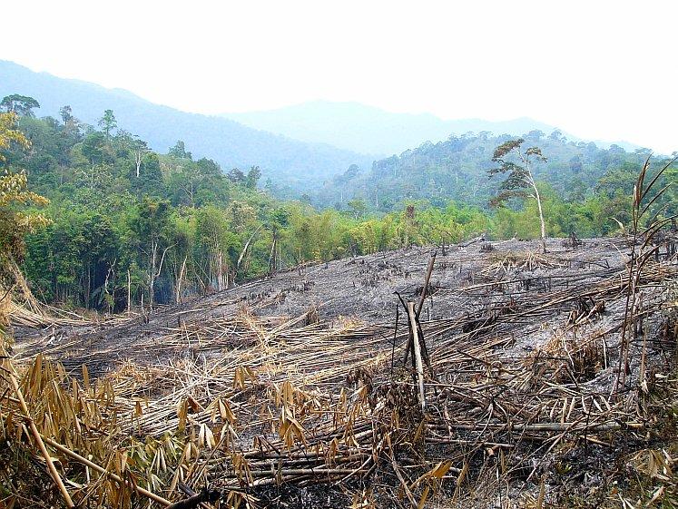 Protected Forests Failing to Protect