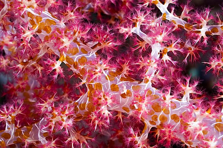 SCIENCE IN PICS: Soft Coral Infested With Flatworms