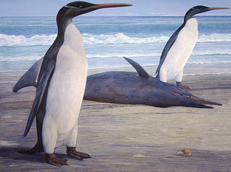 Giant Prehistoric Penguin Reconstructed in New Zealand