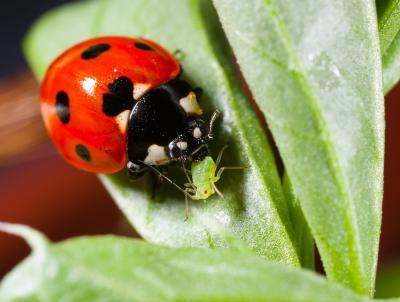 Better-Fed Ladybirds Redder and More Toxic
