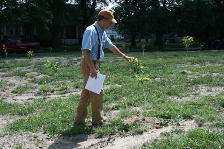 Company Proposes Tree Farm as Remedy for Detroit’s Blight