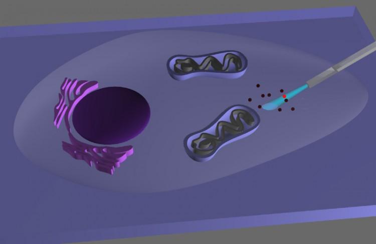 Nanotechnology Shines a Light Inside Cells