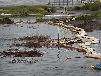 Oil Spills Cause Arsenic Buildup in Oceans