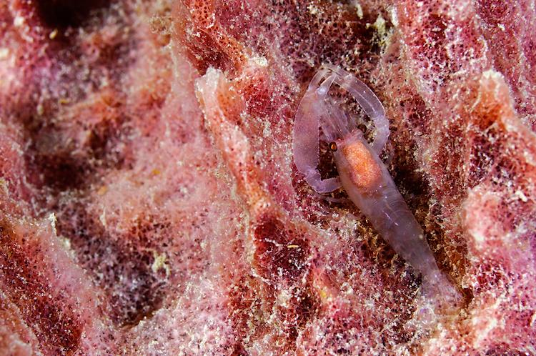 SCIENCE IN PICS: Pistol Shrimp at the Ready