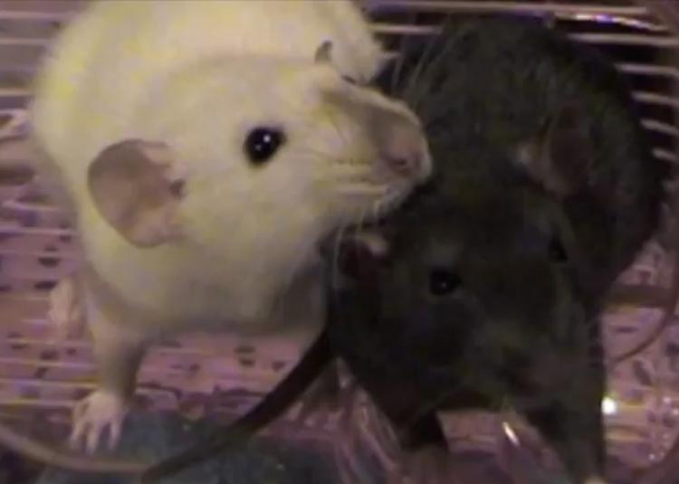 Rats Exhibit Empathy, Particularly Females