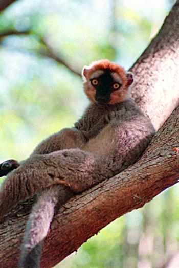 Illegal Logging Driving Lemurs to Extinction in Madagascar