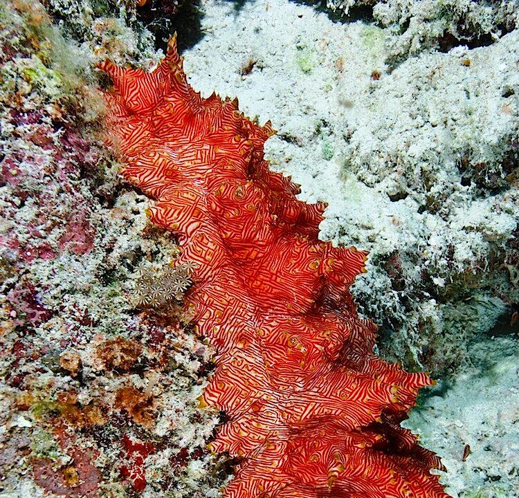 SCIENCE IN PICS: Red-Lined Sea Cucumber