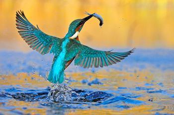 The Kingfisher—Bird of the Year