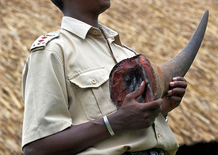 Rhino Horn Trade in Vietnam Warrants Trade Sanctions, Says Group
