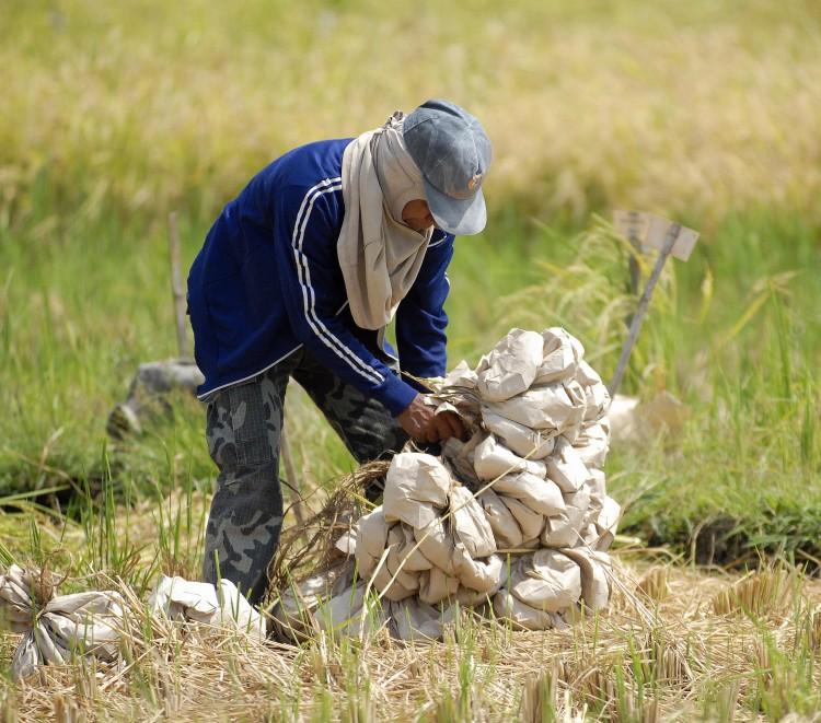 Canada Mulls Looser Policy For GMO Food Imports