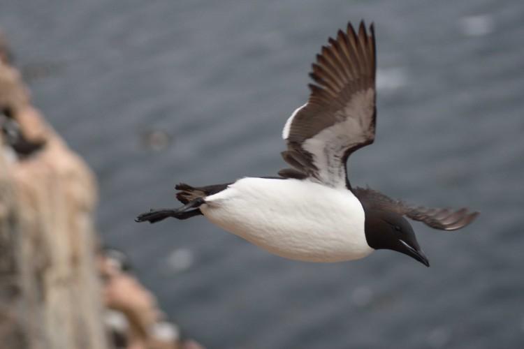 Diving Seabirds Live Hard and Die Suddenly