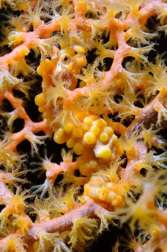 SCIENCE IN PICS: Spot the Pygmy Seahorse