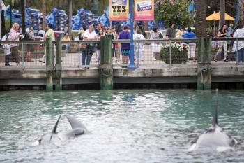 SeaWorld Death Brings Attention to Captive Whales