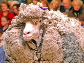 Shrek: New Zealand’s Most Famous Sheep Meets His Destiny