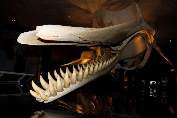 Giants of the Deep: Whales Exhibit to Open in Manhattan