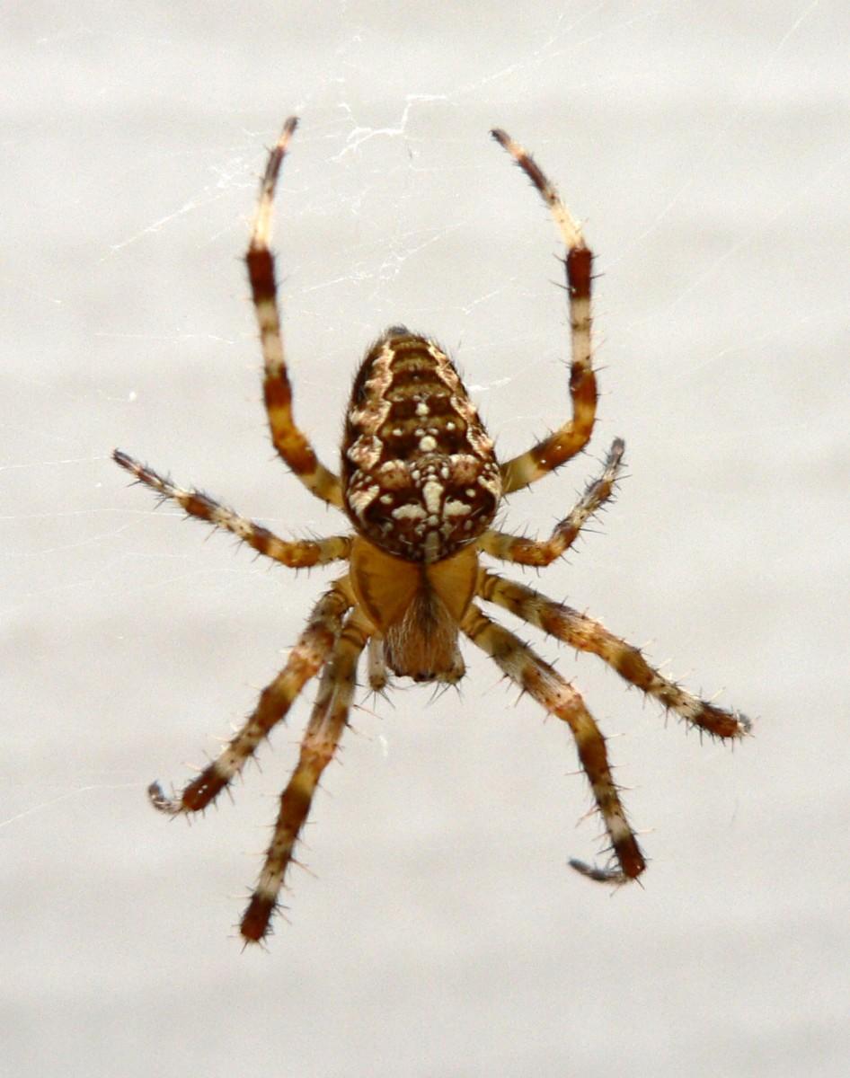 Ancient Spider Attacking Wasp Fossilized in Amber