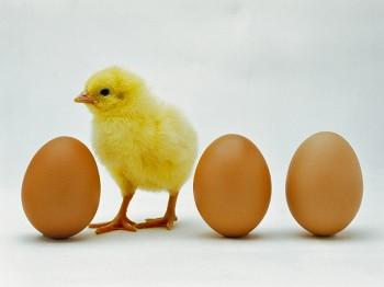You Are What Your Food Eats