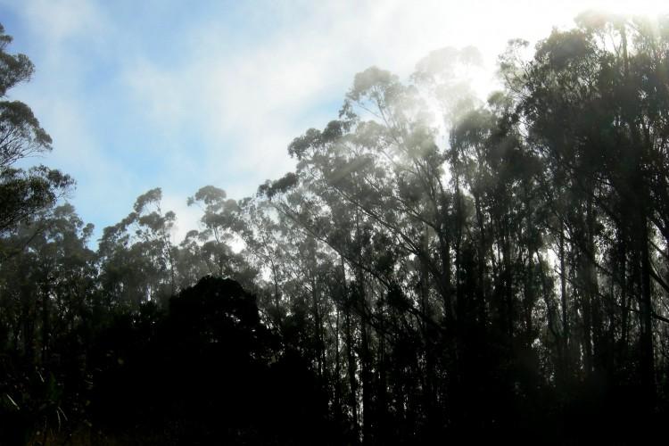 UCSF’s Mount Sutro Draft Environmental Report Causes Stir