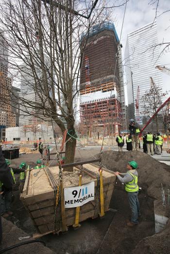 Survivor Tree Back at World Trade Center Site