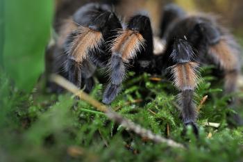 Tarantula Smuggler Stung by Feds