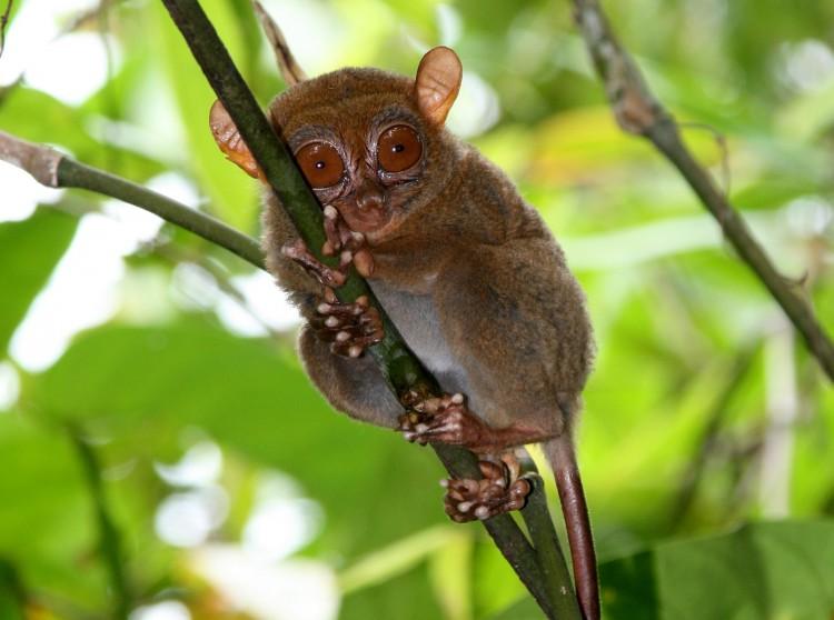 Tarsiers Communicate Using Ultrasound