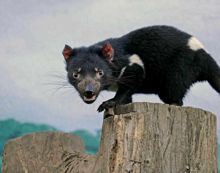 Tasmanian Devil Cancer Genome Sequenced