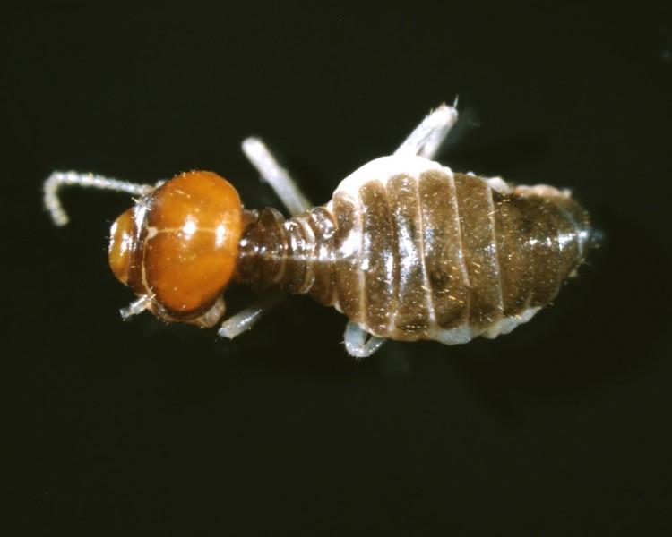 Gold-Digging Termites Concentrate Minerals in Bodies and Nests