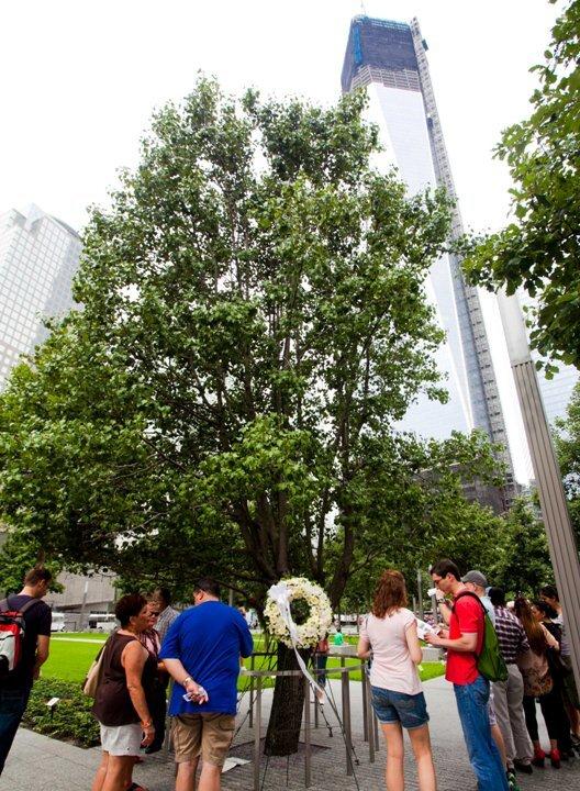 Tree Gives Hope During 9/11 Recovery and Beyond