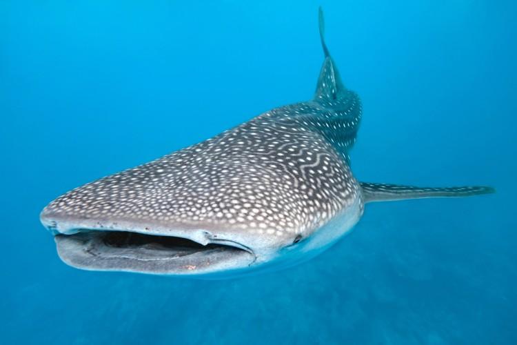 Whale Sharks Bask at Surface to Get Warm