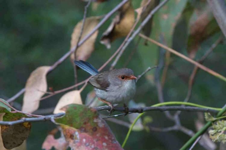 Baby Fairy-Wrens Tweet Incubation Password for Food