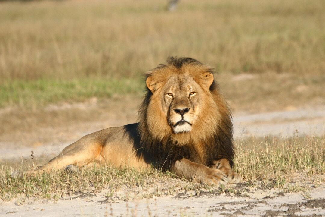Zimbabwe: US Dentist Not Wanted for Killing Lion