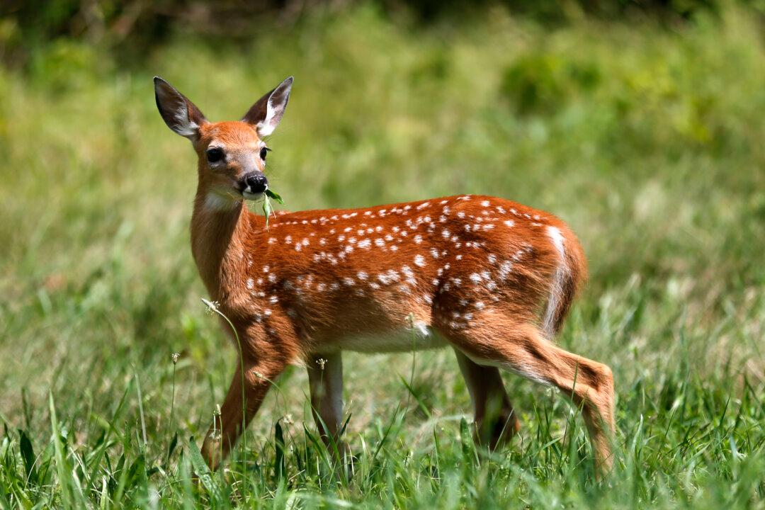 Viral Video Shows Deer Romping by Mall of Louisiana