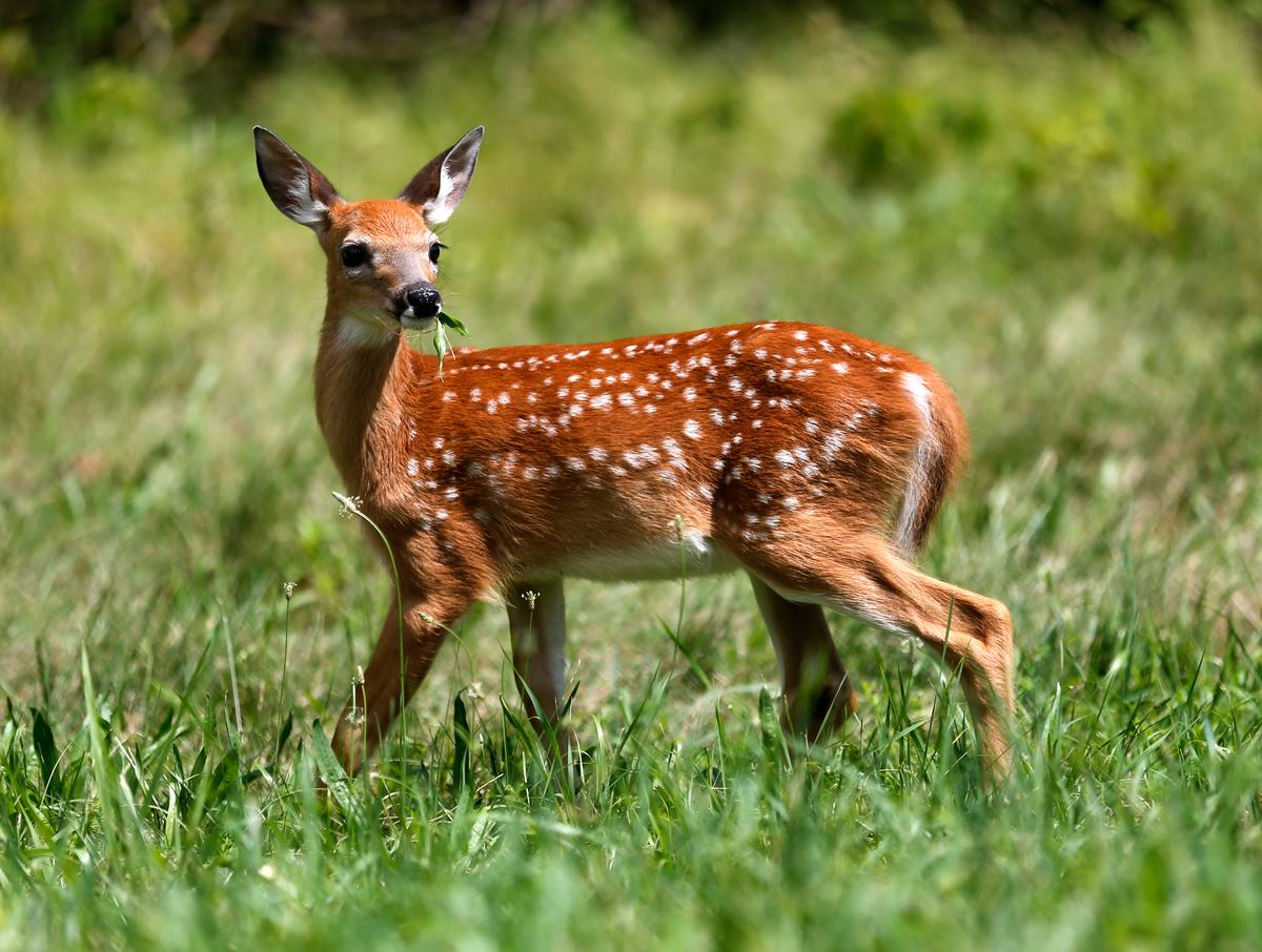 Viral Video Shows Deer Romping by Mall of Louisiana